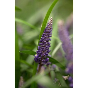 Nahaufnahme einer violetten Lilientraube (Liriope Muscari Royal Purple) im Topf.