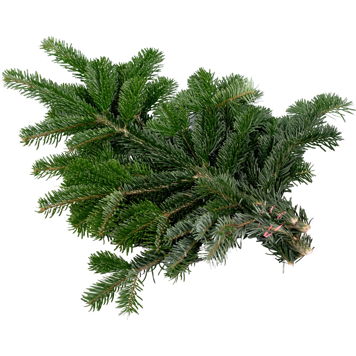 Bund Nordmanntannenzweige (500-600g) für Adventsdeko, Kränze und als Frostschutz.