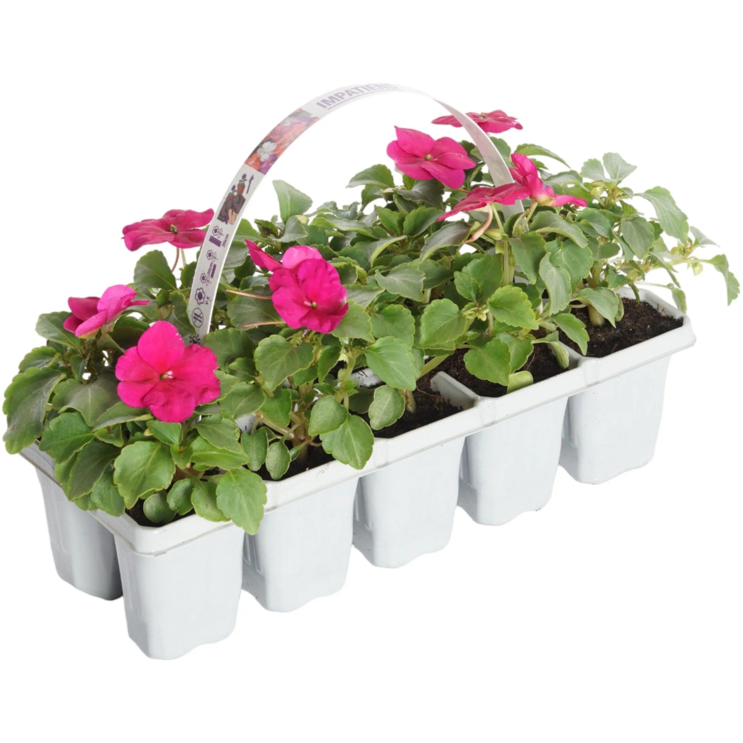 Edellieschen 10er Multipack Impatiens walleriana
