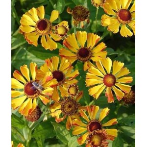 Gelb-rote Sonnenbraut 'Rauchtopas' (Helenium) im Gartenbeet, Nahaufnahme.