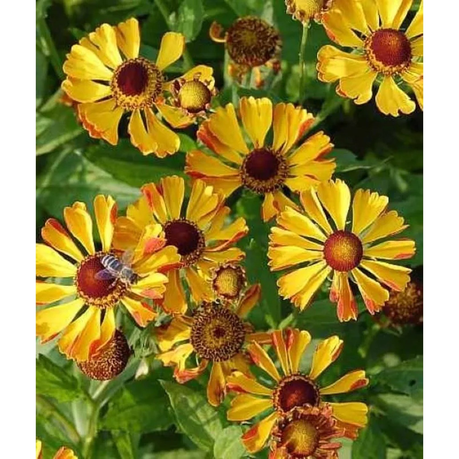 Sonnenbraut Rauchtopas - Helenium