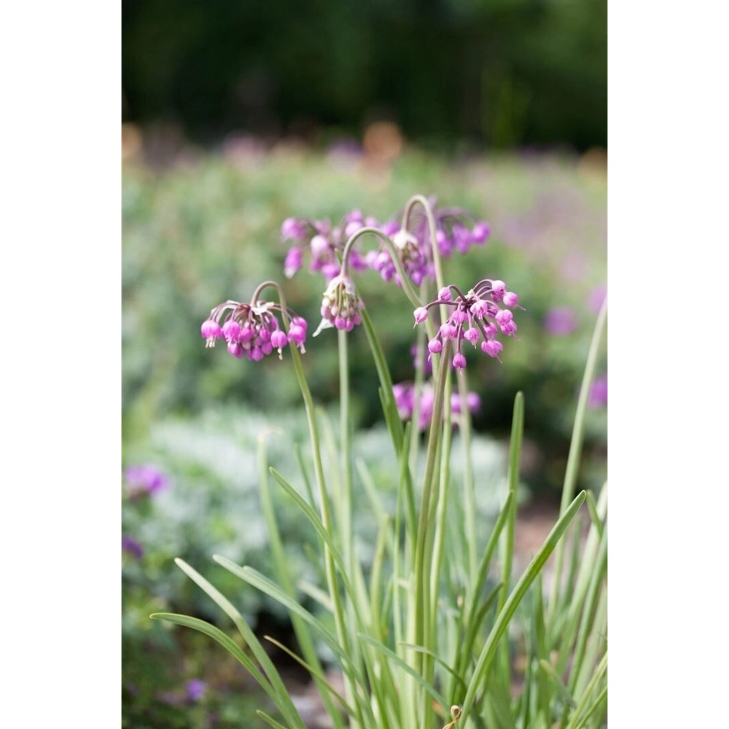 Allium Cernuum Nodding Onion Ca. 9x9 cm Topf günstig online kaufen
