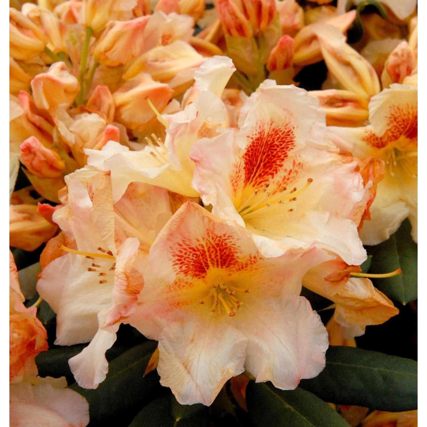 INKARHO - Großblumige Rhododendron Marylou 25-30cm - Alpenrose günstig online kaufen