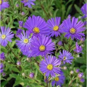 Sommeraster Veilchenkönigen (Aster amellus) mit violetten Blüten und gelber Mitte.