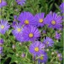 Sommeraster Veilchenkönigen (Aster amellus) mit violetten Blüten und gelber Mitte.