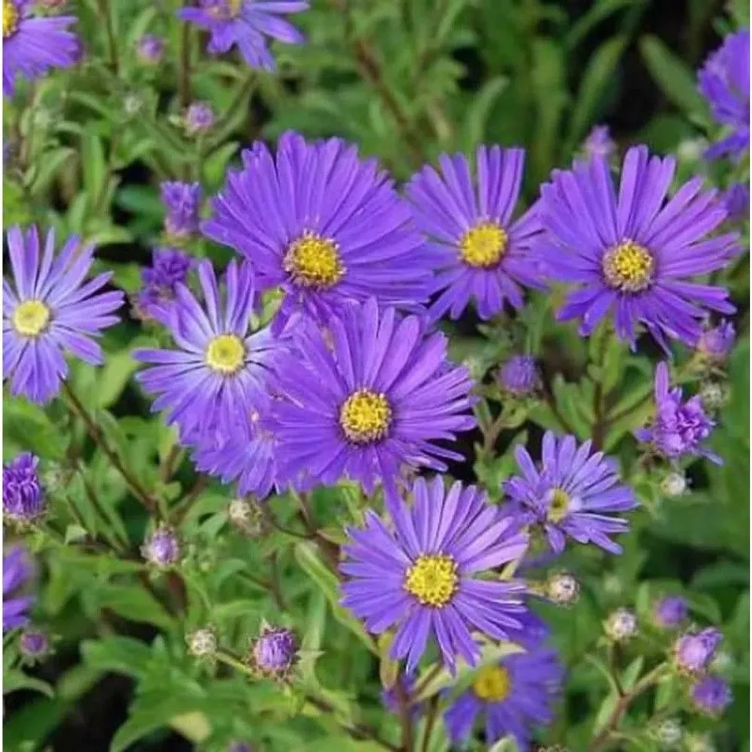 Sommeraster Veilchenkönigen - Aster amellus