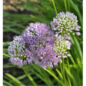 Berglauch - Allium senescens