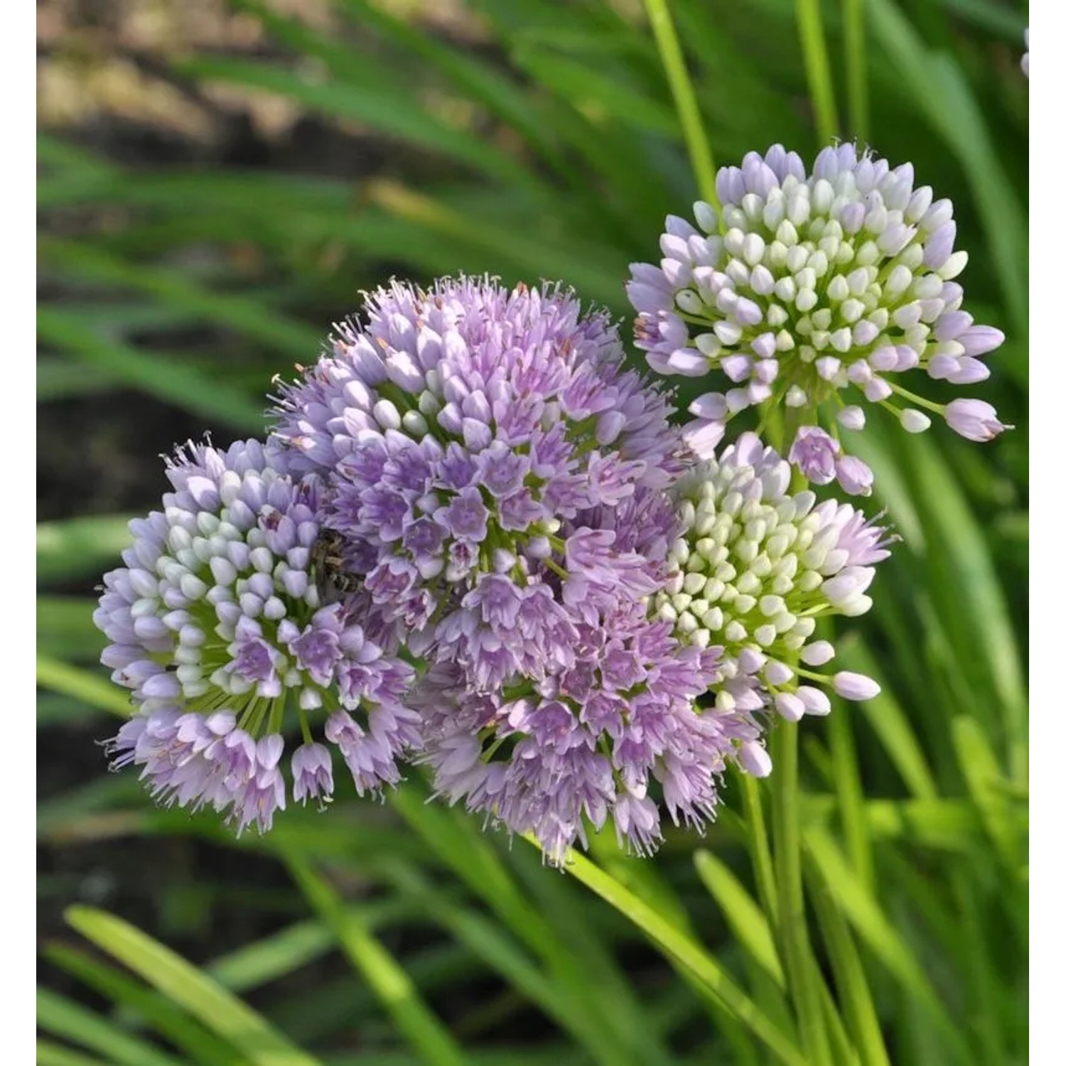 Berglauch - Allium senescens