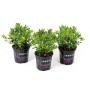Drei rosa Rhododendron Nugget by Bloombux® im Topf, ca. 5-10 cm hoch.