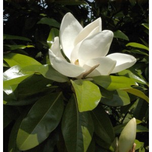 Nahaufnahme einer weißen Blüte der Immergrünen Magnolie Kay Parris mit grünen Blättern.