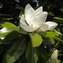 Nahaufnahme einer weißen Blüte der Immergrünen Magnolie Kay Parris mit grünen Blättern.