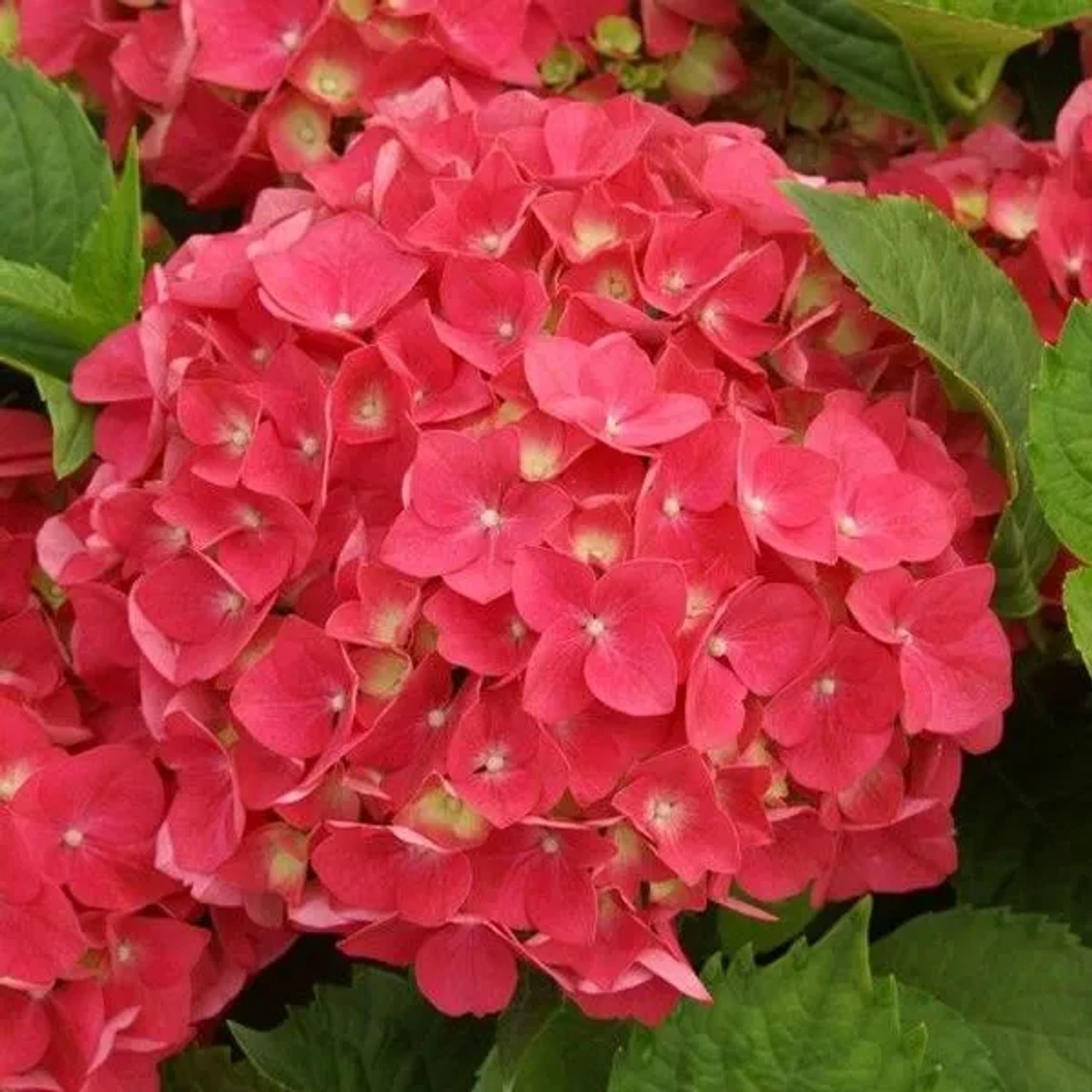 arborix Hortensie 'Leuchtfeuer' Hydrangea Macrophylla 25 Bis 30 Cm Im Container Kugelige Blüten