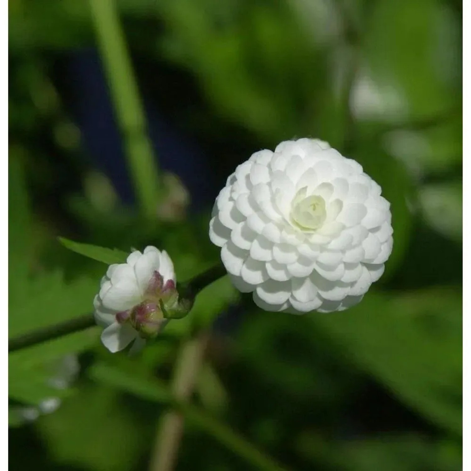 Weißer Hahnenfuß Pleniflorus - Ranunculus aconitifolius
