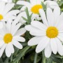 Nahaufnahme von weißen Strauchmargeriten mit gelber Mitte, Kübelpflanze.