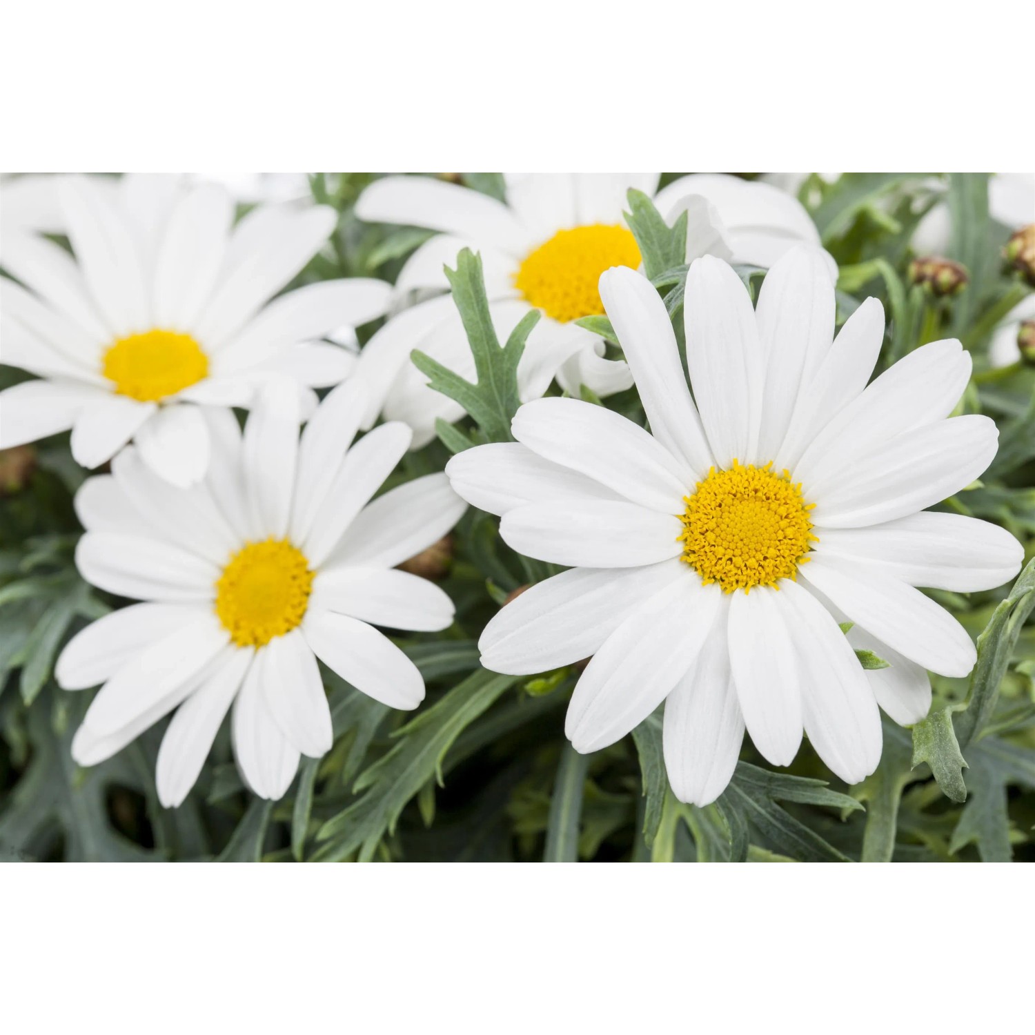 Nahaufnahme von weißen Strauchmargeriten mit gelber Mitte, Kübelpflanze.