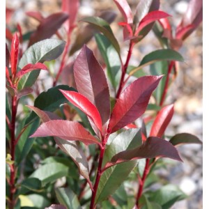 Glanzmispel Magical Vulcano 60-80cm - Photinia fraseri
