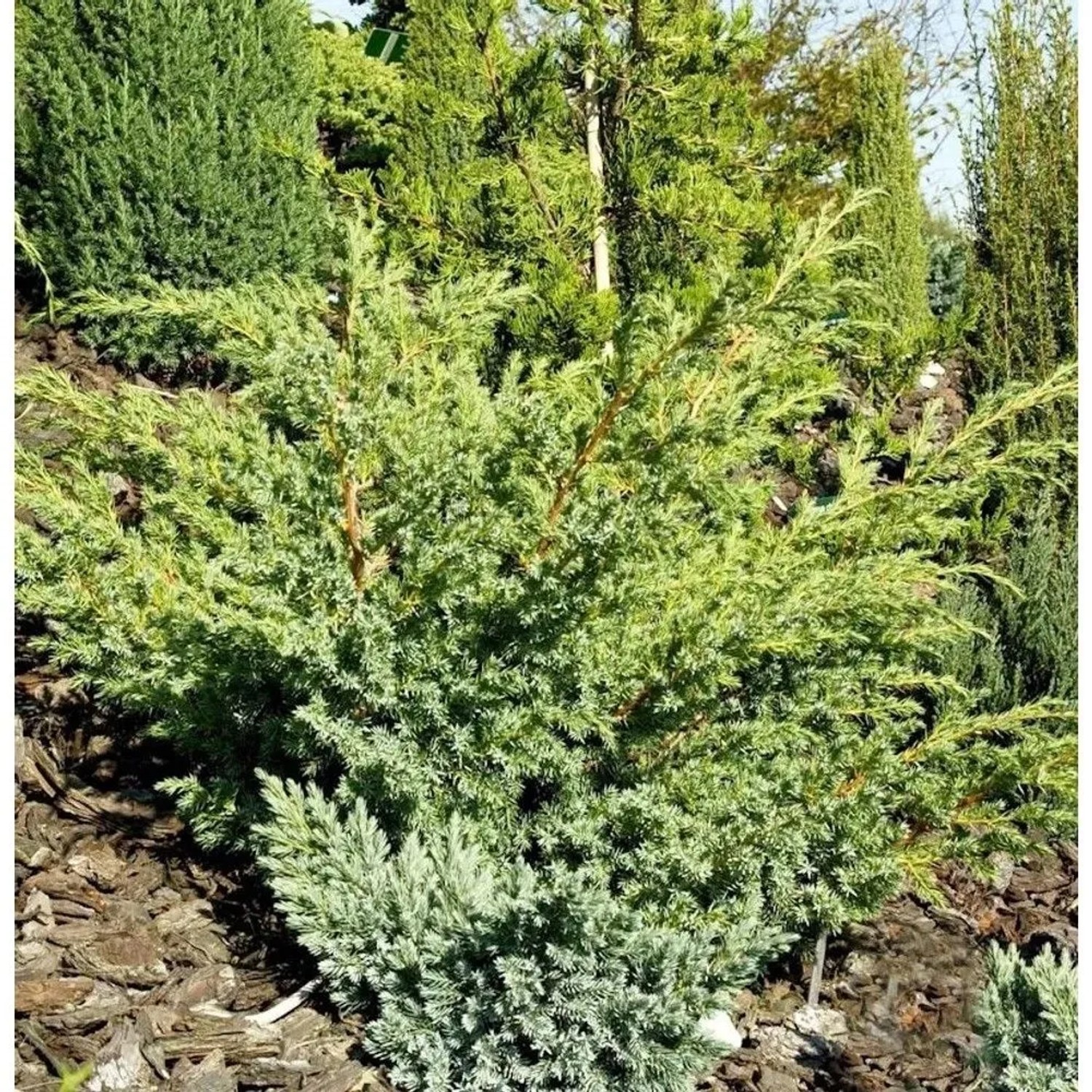 Zwerg Wacholder Little Joanna 20-30cm - Juniperus squamata