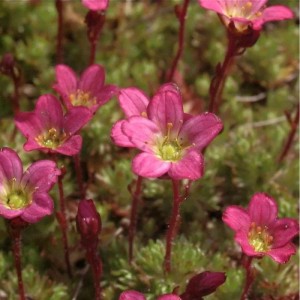 Nahaufnahme des blühenden Moossteinbrech Pixi Red (Saxifraga arendsii) mit roten Blüten.