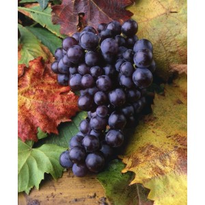 Dunkelblaue Vitis Vinifera Isabella Weinrebe mit reifen Trauben und bunten Blättern.