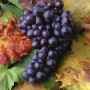Dunkelblaue Vitis Vinifera Isabella Weinrebe mit reifen Trauben und bunten Blättern.