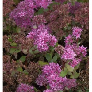 Nahaufnahme der Ewers Fetthenne (Sedum ewersii) mit rosa Blüten.