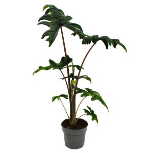 Exotische Alocasia Tandurusa Jacklyn im 12cm Topf, eine tropische Pfeilblatt-Alokasie mit markanten Blättern.