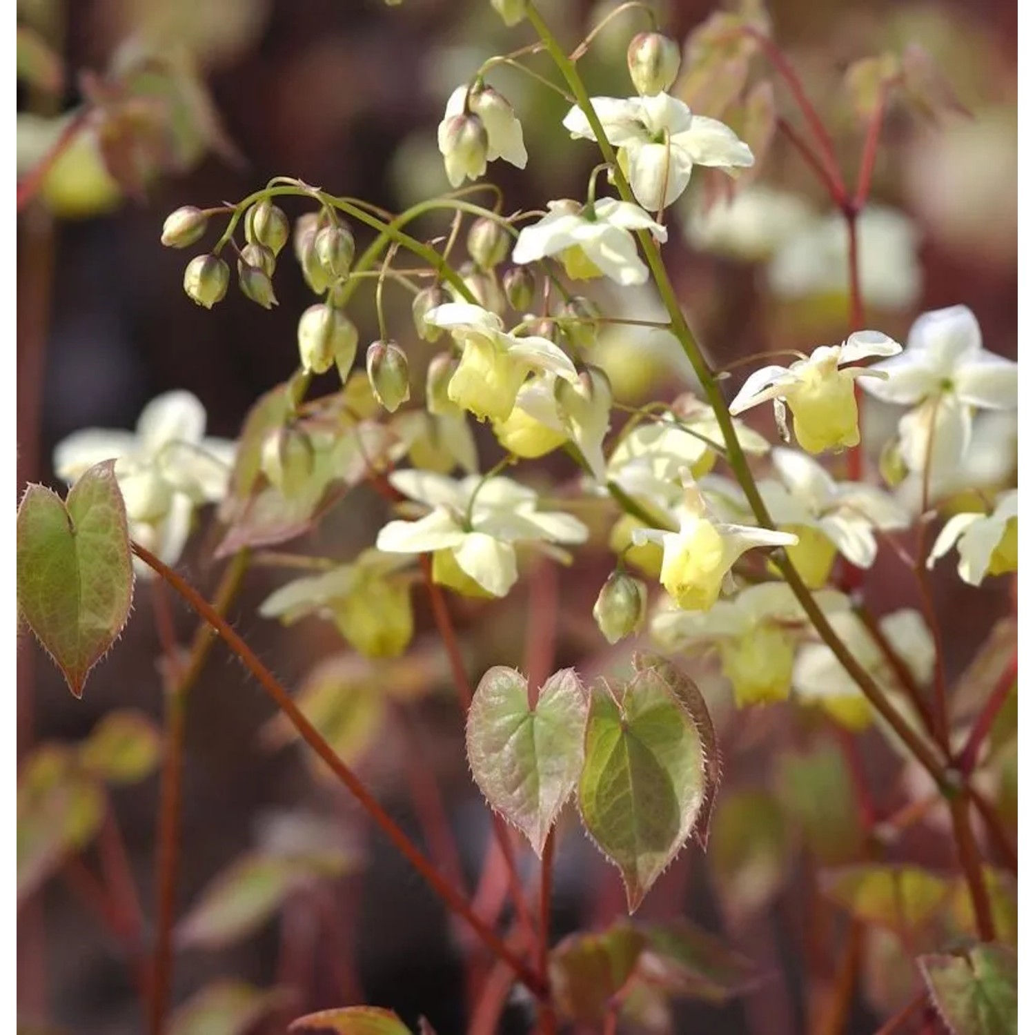 Schwefelfarbige Elfenblume - Epimedium versicolor