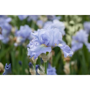 Nahaufnahme der hellblauen Schwertlilie 'Babbeling Brook' im 11x11 cm Topf.