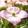 Nahaufnahme einer rosa Blüte des Japanischen Blumen-Hartriegels (Cornus Kousa Satomi).