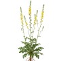 Kleiner Odermennig (Agrimonia Eupatoria) Heilpflanze mit gelben Blütenähren, grünen Blättern und Wurzeln.