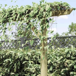 DELUKE Holz Pergola 4x2m mit Rankhilfe, Kiefernholz, freistehend im Garten.