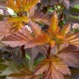 Fasanenspiere 'Center Glow' mit rot-goldenen Blättern und weißen Blüten, Strauch für Garten und Hecke.