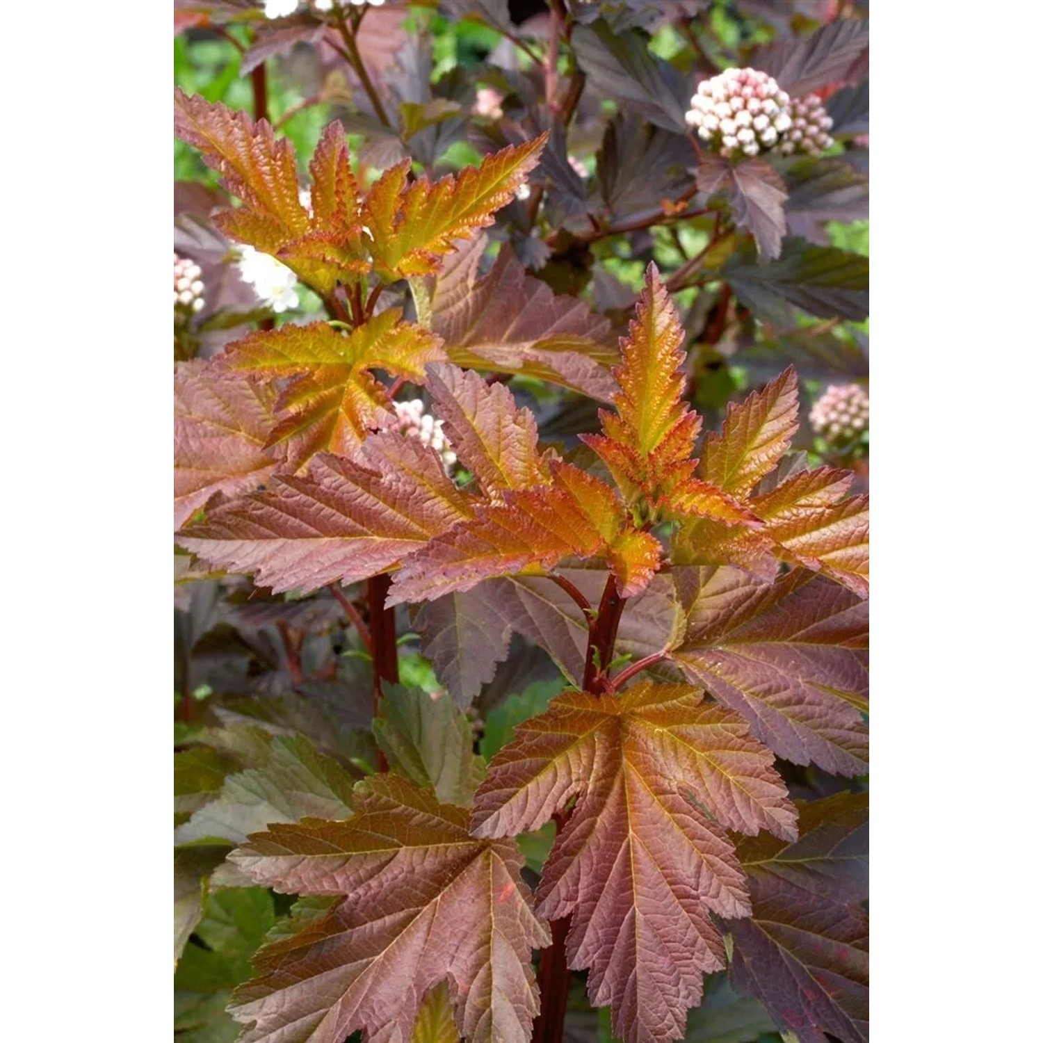 Fasanenspiere 'Center Glow' mit rot-goldenen Blättern und weißen Blüten, Strauch für Garten und Hecke.