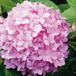 Nahaufnahme einer rosa Ballhortensie Endless Summer im Topf. Die Blüten sind dicht und üppig.
