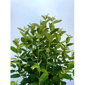 Baumfink Felsenbirne Rainbow Pillar Topfpflanze, 60-100cm, mit frischem grünem Laub. Ideal für Garten.