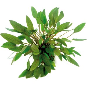 Dennerle Aquariumpflanze Cryptocoryne Wendtii Kompakt mit grünen Blättern.