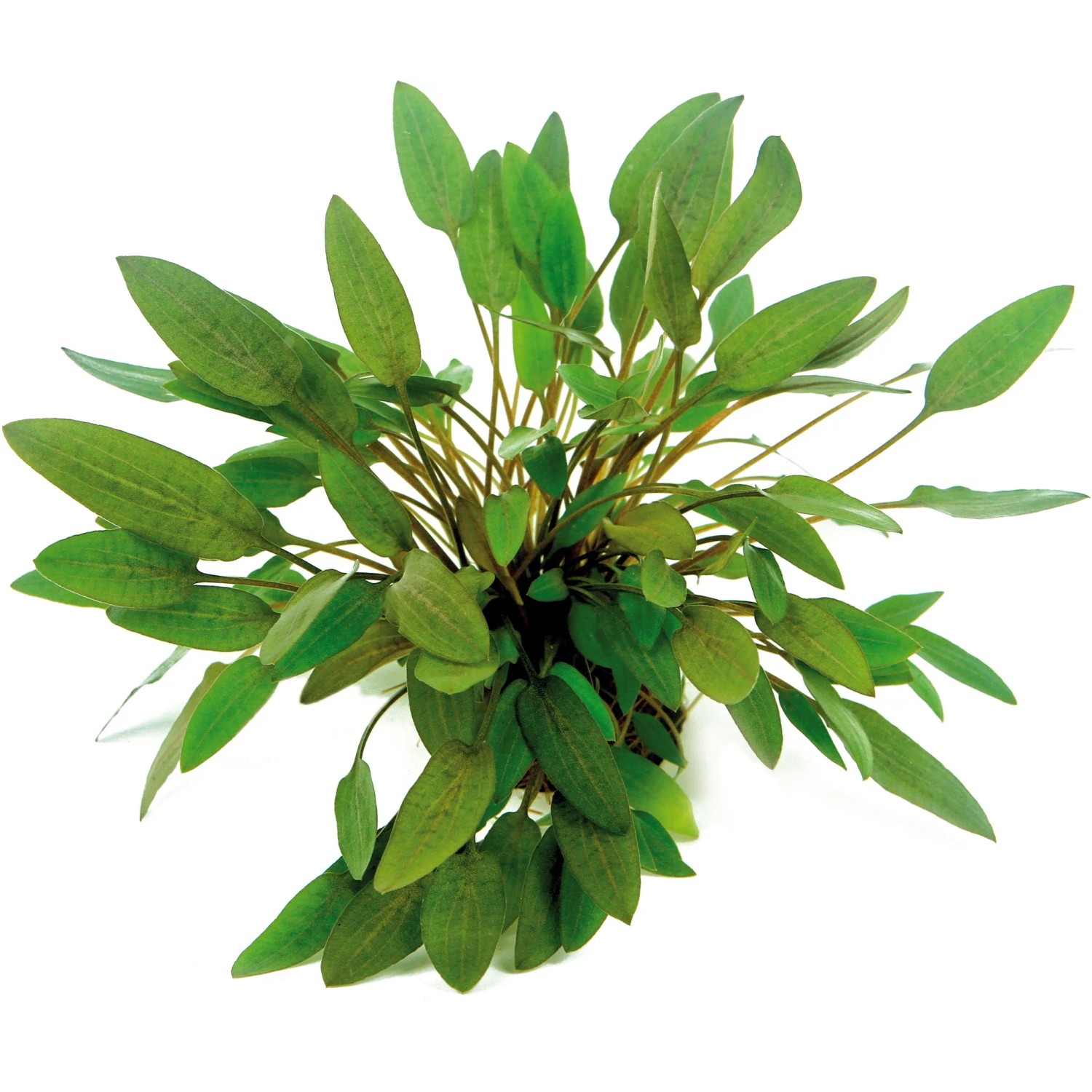 Dennerle Plants Aquariumpflanze Cryptocoryne Wendtii Kompakt