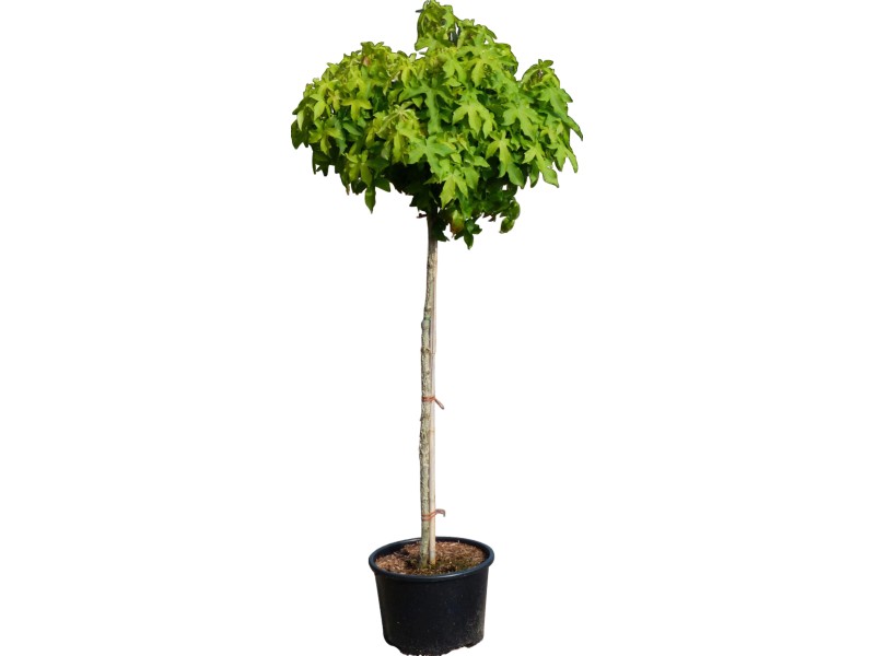 KugelAmberbaum "Gumball" Stammhöhe 180 cm Topf ca. 50 l Liquidambar