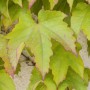 Nahaufnahme von grünen Blättern des Wilden Weins (Parthenocissus tricuspidata 'Veitchii').
