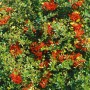 Acer Circinatum: Rundblättriger Ahorn mit leuchtend roten Beeren und grünen Blättern.