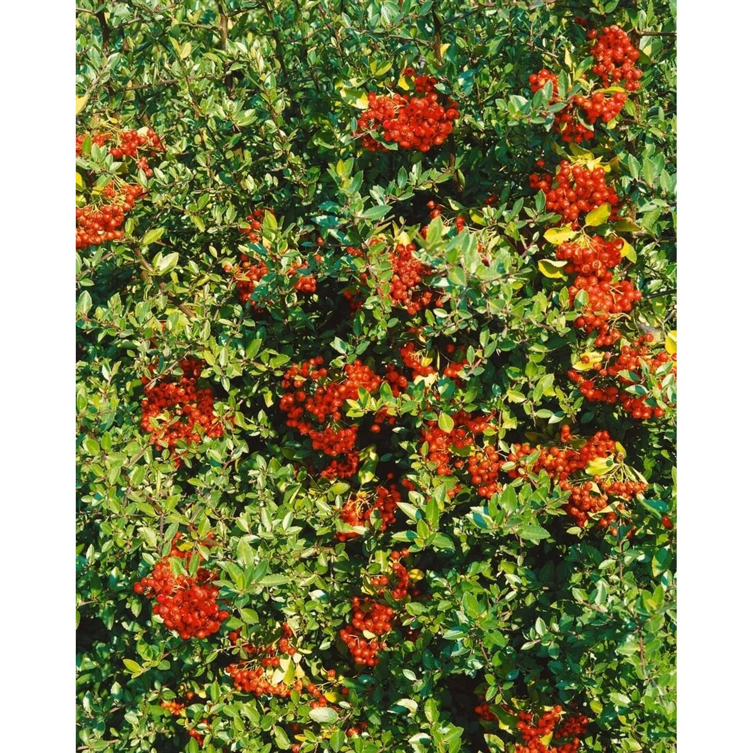 Acer Circinatum: Rundblättriger Ahorn mit leuchtend roten Beeren und grünen Blättern.