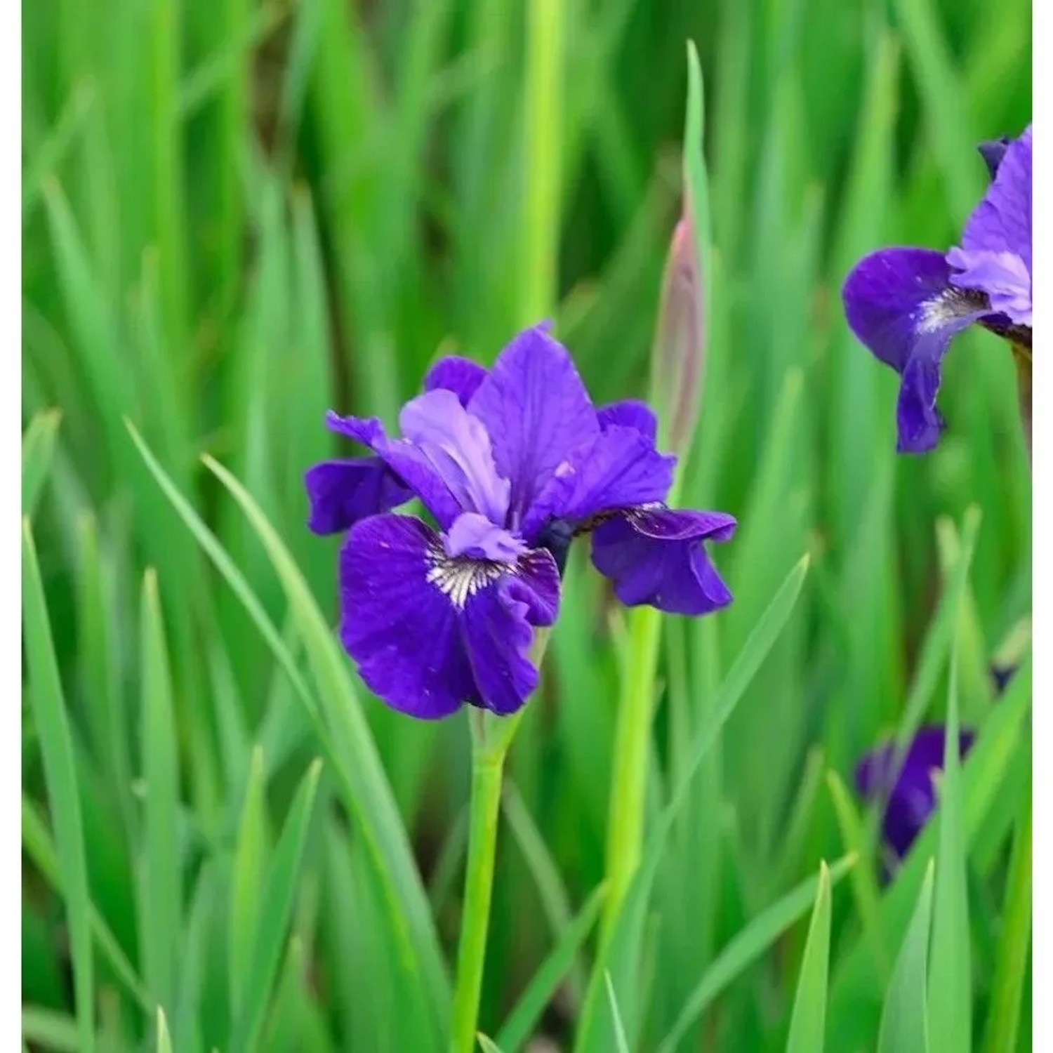 Sibirische Schwertlilie Dancing Nanou - Iris sibirica
