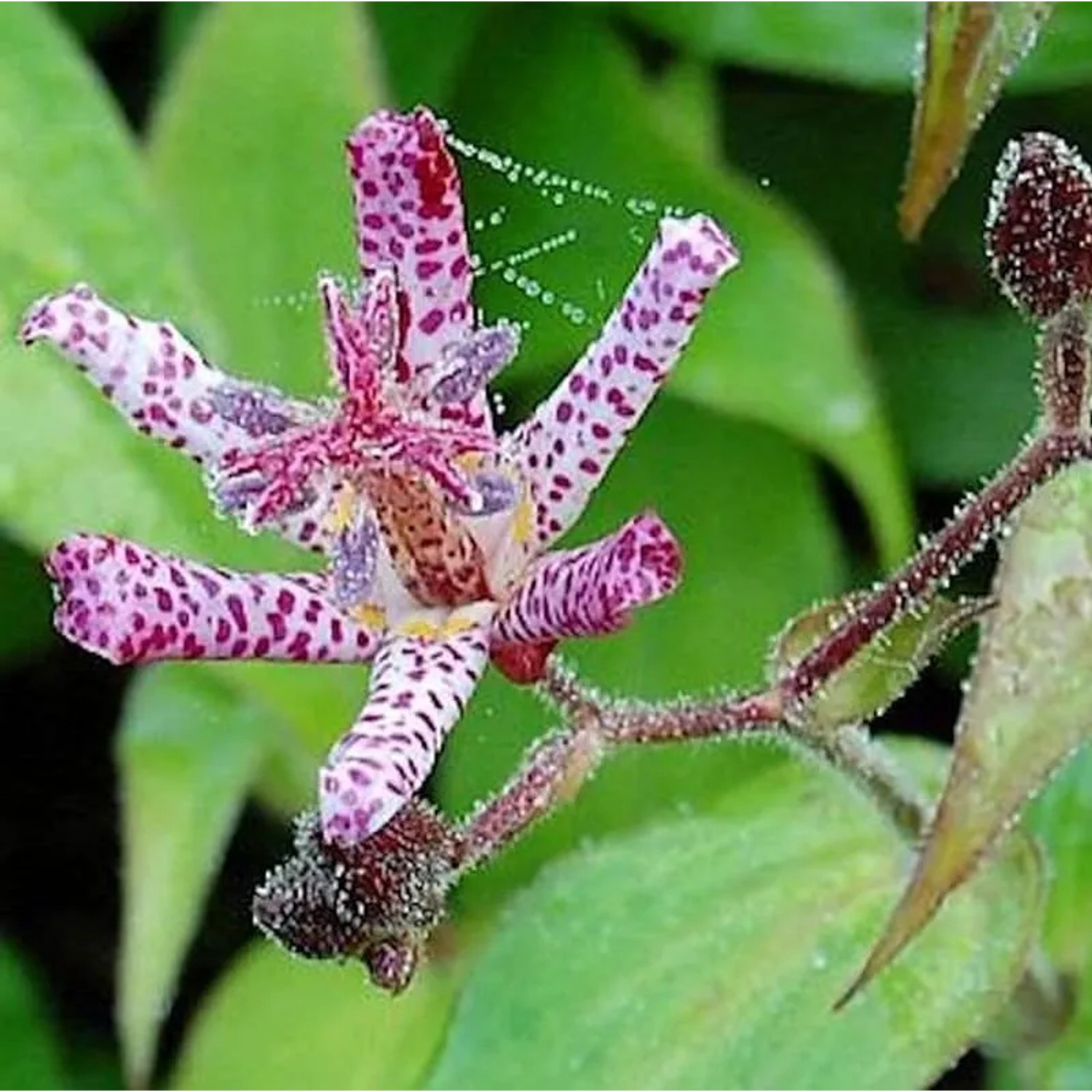 Violette Krötenlilie Dark Beauty - Tricyrtis formosana