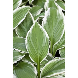 Nahaufnahme der Hosta Sieboldii Funkie mit grün-weiß panaschierten Blättern im 9x9 cm Topf.