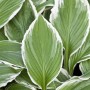 Nahaufnahme der Hosta Sieboldii Funkie mit grün-weiß panaschierten Blättern im 9x9 cm Topf.