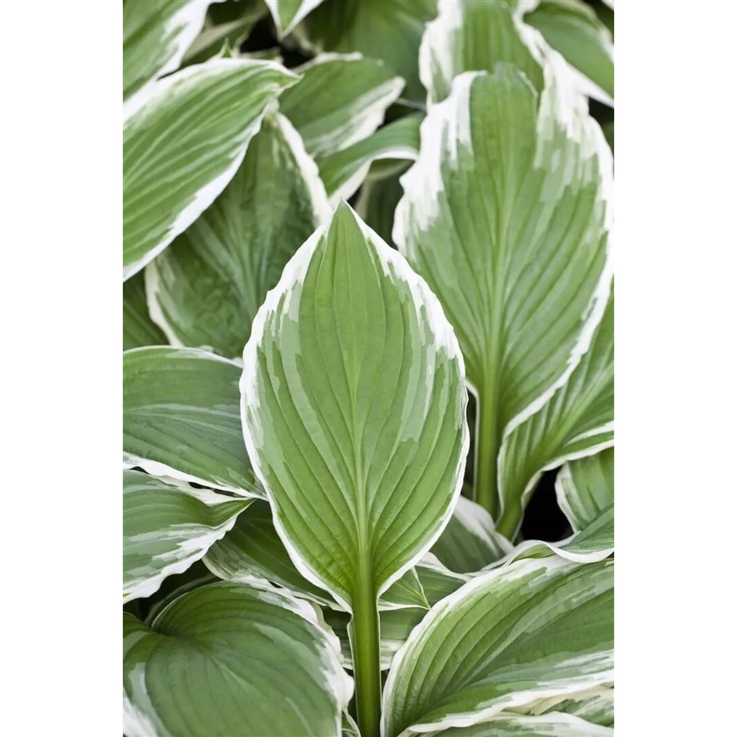 Nahaufnahme der Hosta Sieboldii Funkie mit grün-weiß panaschierten Blättern im 9x9 cm Topf.