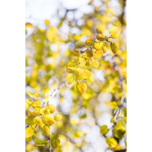 Hängender Katsurabaum (Cercidiphyllum Japonicum Pendulum) mit gelben Blättern im Herbst.