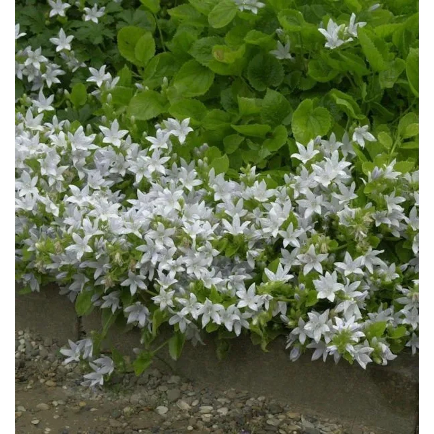 Glockenblume E.H. Frost - Campanula poscharskyana