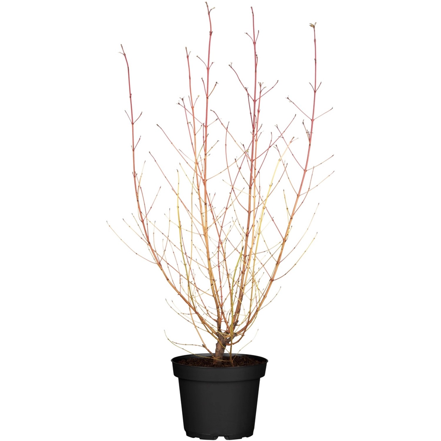 Roter Hartriegel Midwinter Fire Weiß Höhe ca. 40 50 cm Container ca. 4,6 l günstig online kaufen