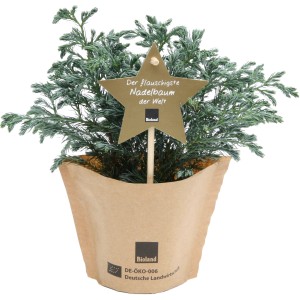 Blu Bio-Blauwichtel im Topf, silbrig-blaue Zypresse als Tischdeko oder Balkonpflanze.